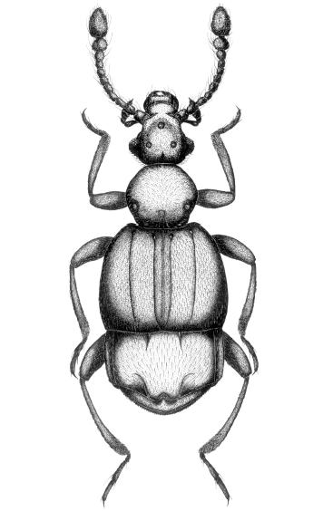 88 D. KUBISZ, P. JAŁOSZYŃSKI Ryc. (Fig.) Brachygluta klimschi HOLDH., % Omawiana tu B. klimschi była początkowo traktowana jako podgatunek B. narentina REITTER, 1890.