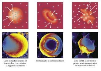 Komórki pochłaniają wodę gdy stężenie roztworu na zewnątrz jest mniejsze (roztwór hipotoniczny) od