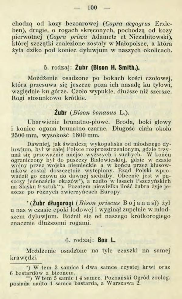 100 chodzą od kozy bezoarowej (Capra aegagrus Erxleben), drugie, o rogach skręconych, pochodzą od kozy pierwotnej (Capra prisca Adametz et Niezabitowski), której szczątki znalezione zostały w