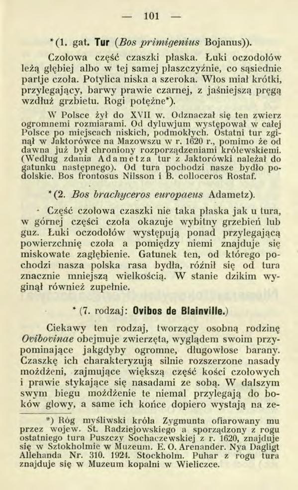 101 ł (l. gat. Tur (Bos prim igenius Bojanus)). Czołowa część czaszki płaska. Łuki oczodołów leżą głębiej albo w tej samej płaszczyźnie, co sąsiednie partje czoła. Potylica niska a szeroka.