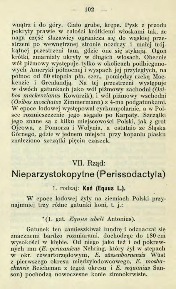 102 wnątrz i do góry. Ciało grube, krępe.