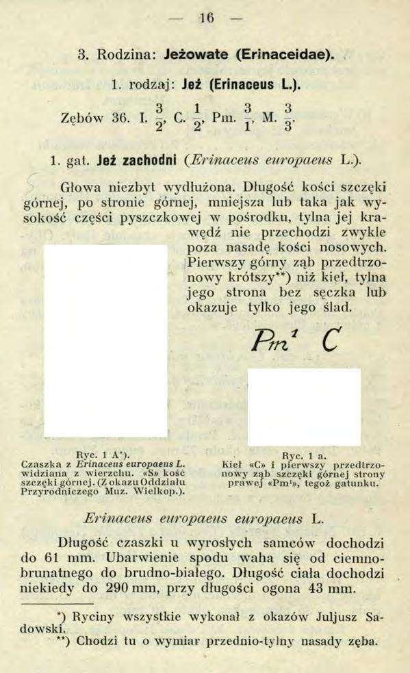 16 3. Rodzina: Jeżowate (Erinaceidae). 1. rodzaj: Jeż (Erinaceus L.). 3 1 3 3 Zębów 36. I. -, C. 0, Pm. -, M. 2. 1 o 1. gat. Jeż zachodni (Erinaceus europaeus L.). Głowa niezbyt wydłużona.