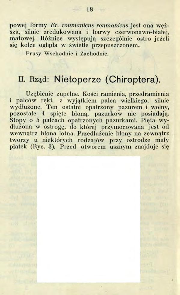 1 8 - powej formy Er. roumanicns roiimanicus jest ona węższa, silnie zredukowana i barwy czerwonawo-biatej, matowej.