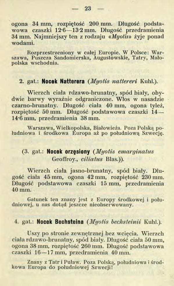 23 ogona 34 mm, rozpiętość 200 mm. Długość podstawowa czaszki 12 6 13 2 mm. Długość przedramienia 34 mm. Najmniejszy ten z rodzaju «Mgotis» żyje ponad wodami. Rozprzestrzeniony w całej Europie.