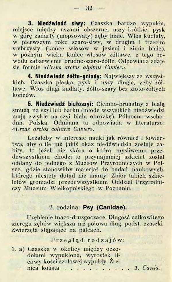 32-3. Niedźwiedź siwy: Czaszka bardzo wypukła, miejsce między uszami obszerne, uszy krótkie, pysk w górę zadarty (mopsowaty) zęby białe.