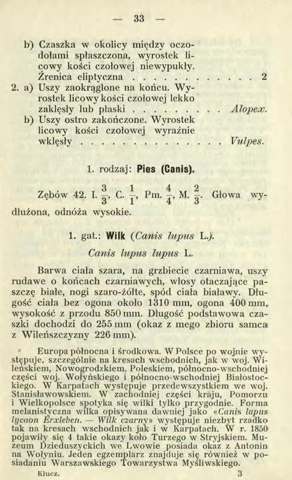 33 b) Czaszka w okolicy między oczodołami spłaszczona, wyrostek licowy kości czołowej niewypukły. Źrenica eliptyczna... 2 2. a) Uszy zaokrąglone na końcu.