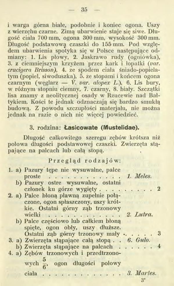 i warga górna białe, podobnie i koniec ogona. Uszy z wierzchu czarne. Zimą ubarwienie staje się siwe. Długość ciała 700 mm, ogona 300 mm, wysokość 300 mm. Długość podstawowa czaszki do 155 mm.