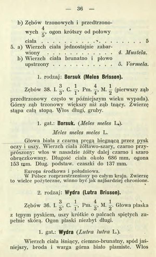 36 b) Zębów trzonowych i przedtrzonowych ogon krótszy od połowy c i a ł a......5 5. a) Wierzch ciała jednostajnie zabarwiony... 4. Mustela. b) Wierzch ciała brunatno i płowo upstrzony... 5. Vormela.