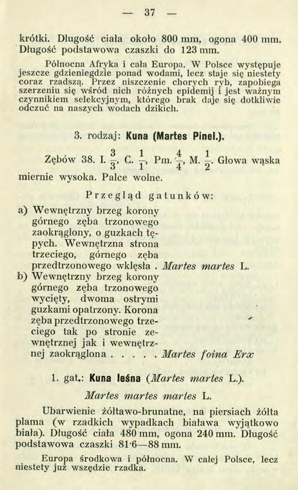 37 krótki. Długość ciała około 800 mm, ogona 400 mm. Długość podstawowa czaszki do 123 mm. Północna Afryka i cała Europa.