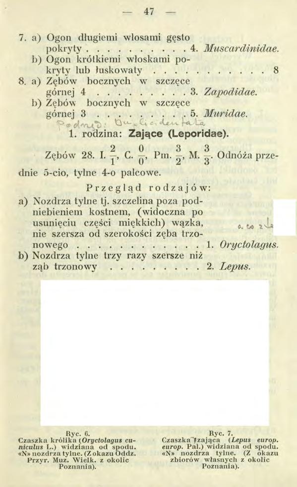 47 7. a) Ogon długiemi włosami gęsto pokryty... 4. Muscardinidae. b) Ogon krótkiemi włoskami pokryty lub łuskowa ty.... 8 8. a) Zębów bocznych w szczęce górnej 4... 3. Zapodidae.