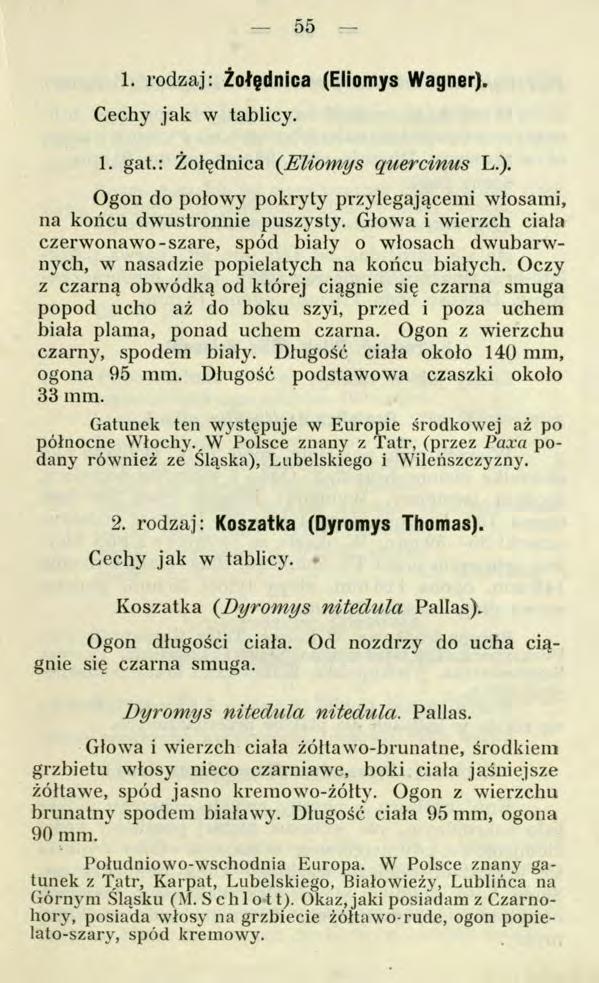 55 1. rodzaj: Żołędnica (Eliomys Wagner). Cechy jak w tablicy. 1. gat.: Żołędnica (Eliom ys quercinus L.). Ogon do połowy pokryty przylegającemi włosami, na końcu dwustronnie puszysty.