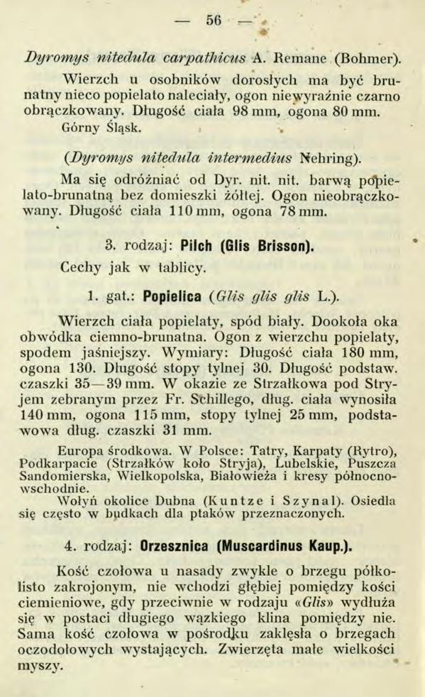 56 * Dyromys nitedula carpathicus A. Remane (Bohmer). Wierzch u osobników dorosłych ma być brunatny nieco popielato naleciały, ogon niewyraźnie czarno obrączkowany. Długość ciała 98 mm, ogona 80 mm.