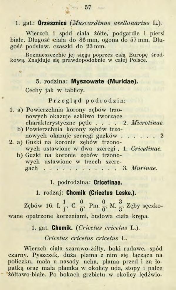 ч'- 57 '* 1. gat.: Orzesznica (M uscardim is avellanarim L.). Wierzch i spód ciała żółte, podgardle i piersi białe. Długość ciała do 86 mm, ogona do 57 mm. Długość podstaw, czaszki do 23 mm.