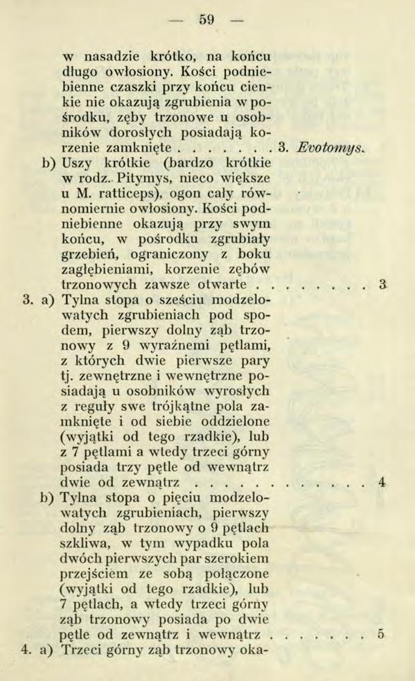 - 59 w nasadzie krótko, na końcu długo owłosiony. Kości podniebienne czaszki przy końcu cienkie nie okazują zgrubienia w pośrodku, zęby trzonowe u osobników dorosłych posiadają korzenie zamknięte... 3.