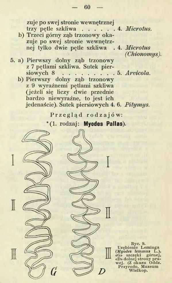 60 żuje po swej stronie wewnętrznej trzy pętle s z k liw a... 4. Microtus. b) Trzeci górny ząb trzonowy okazuje po swej stronie wewnętrznej tylko dwie pętle szkliwa. 4. Microtus (CMonomys).