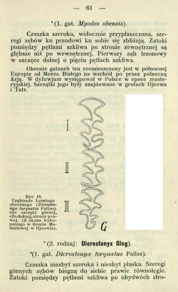 61 Czaszka niezbyt szeroka i niezbyt plaska. Szeregi górnych zębów biegną do siebie prawie równolegle. Zatoki pomiędzy pętlami szkliwa po obydwóch stro *(1. gat. Myodes obensis).