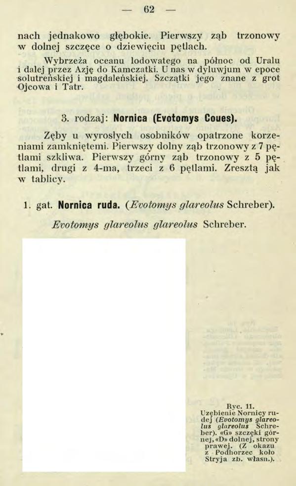 62 nach jednakowo głębokie. Pierwszy ząb trzonowy w dolnej szczęce o dziewięciu pętlach. Wybrzeża oceanu lodowatego na północ od Uralu i dalej przez Azję do Kamczatki.