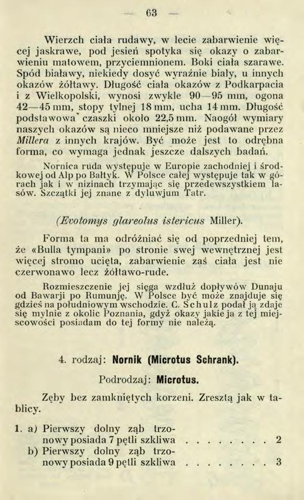 СЗ Wierzch ciała rudawy, w lecie zabarwienie więcej jaskrawe, pod jesień spotyka się okazy o zabarwieniu matowem, przyciemnionem. Boki ciała szarawe.
