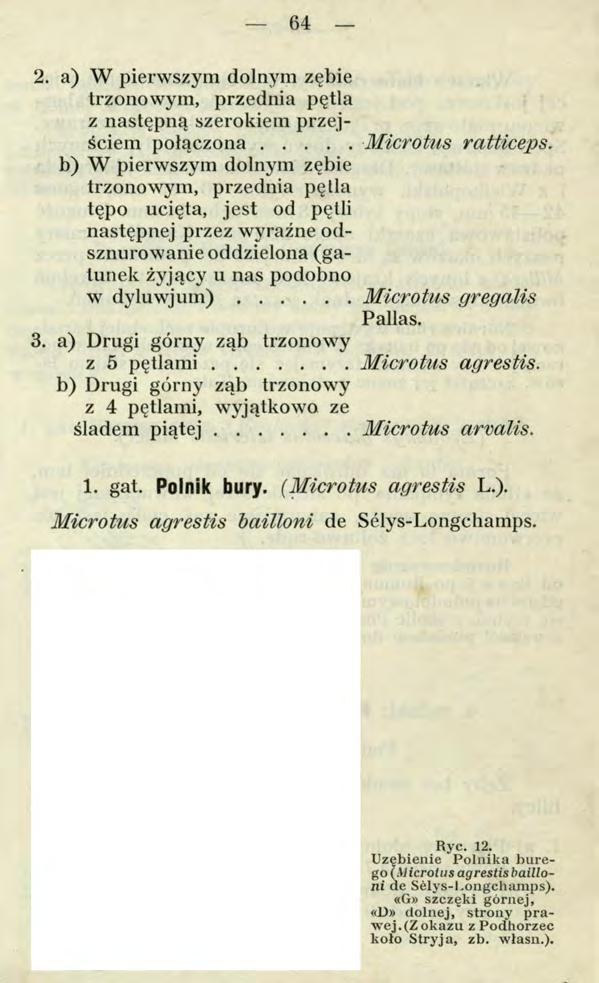 64 2. a) W pierwszym dolnym zębie trzonowym, przednia pętla z następną szerokiem przejściem połączona... Microtus ratticeps.