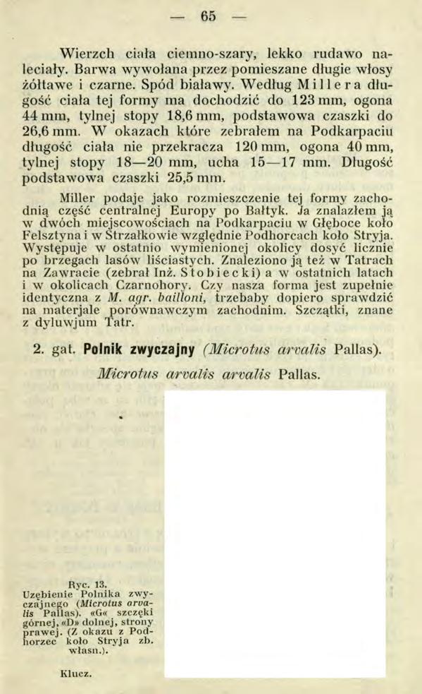 65 Wierzch ciała ciemnoszary, lekko rudawo naleciały. Barwa wywołana przez pomieszane długie włosy żółtawe i czarne. Spód białawy.