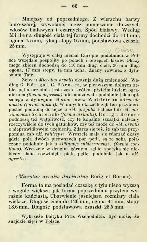 66 Mniejszy od poprzedniego. Z wierzchu barwy buro-szarej, wywołanej przez pomieszanie dłuższych włosów białawych i czarnych. Spód białawy.