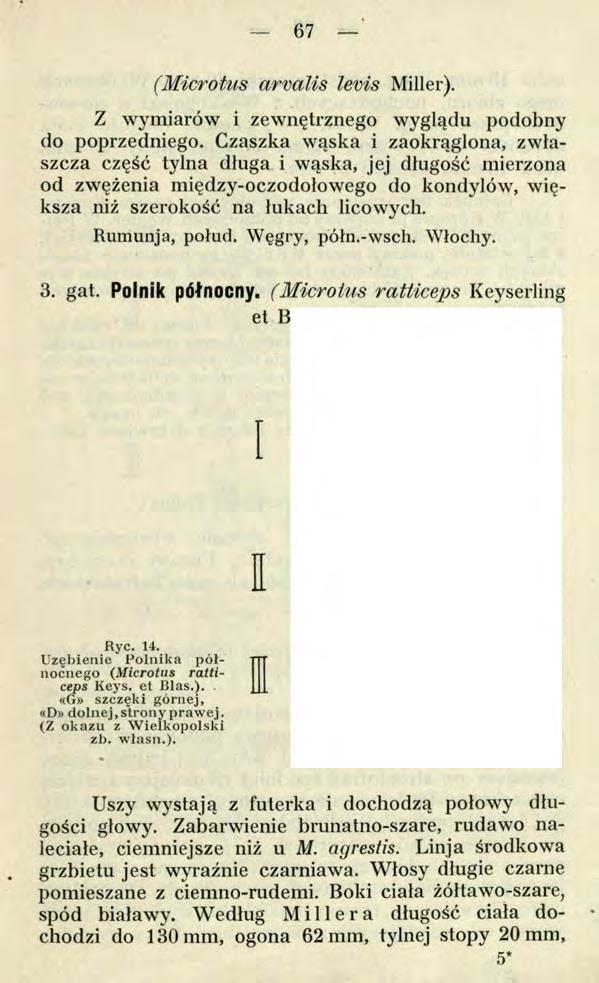 67 ' (Microtus arvalis levis Miller). Z wymiarów i zewnętrznego wyglądu podobny do poprzedniego.
