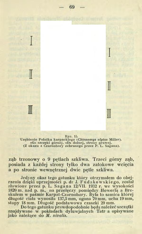 69 Rye. 15. Uzębienie Poliiika karpackiego (Chionomys ulpius Miller). «G» szczęki górnej. «D» dolnej, strony prawej. (Z okazu z Czarnohory zebranego przez P. L. Sagana).