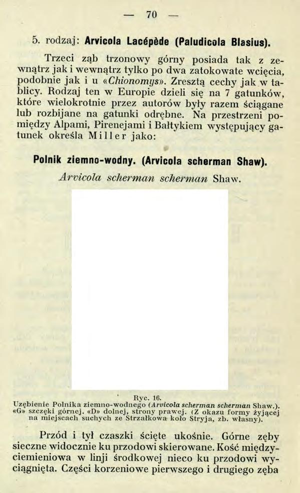 70 5. rodzaj: Arvicola Lacépàde (Paludicola Blasius). Trzeci ząb trzonowy górny posiada tak z zewnątrz jak i wewnątrz tylko po dwa zatokowate wcięcia, podobnie jak i u «Chionomys».
