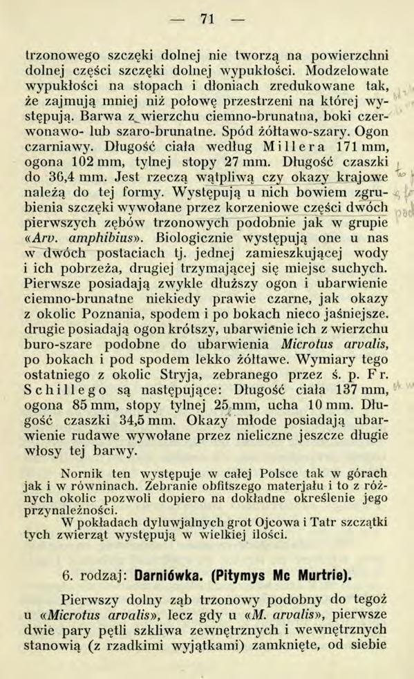 71 trzonowego szczęki dolnej nie tworzą na powierzchni dolnej części szczęki dolnej wypukłości.