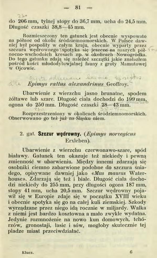 81 avdo 206 mm, tylnej stopy do 36,7 mm, ucha do 24,5 mm. Długość czaszki 38,8 45 mm. Rozmieszczony ten gatunek jest obecnie wyspowato na północ od okolic śródziemnomorskich.