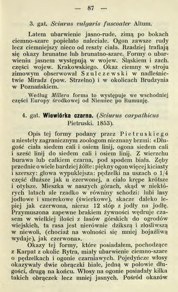 87 3. gat. Sciurus vulgaris fuscoater Altum. Latem ubarwienie jasno-rude, zimą po bokach ciemno-szare popielato naleciałe. Ogon zawsze rudy lecz ciemniejszy nieco od reszty ciała.