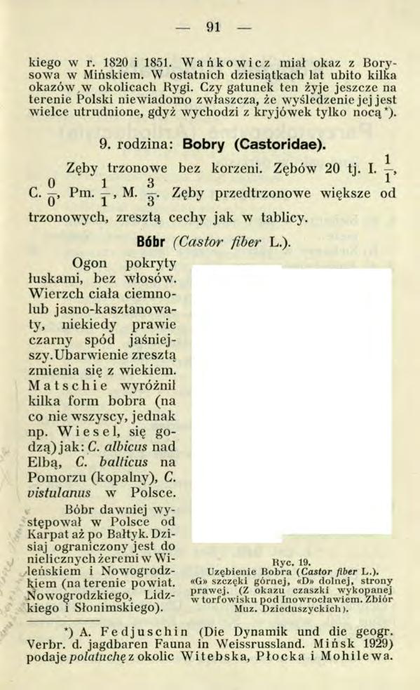 91 kiego w r. 1820 i 1851. Wańkowicz miał okaz z Borysowa w Mińskiem. W ostatnich dziesiątkach lat ubito kilka okazów,w okolicach Rygi.