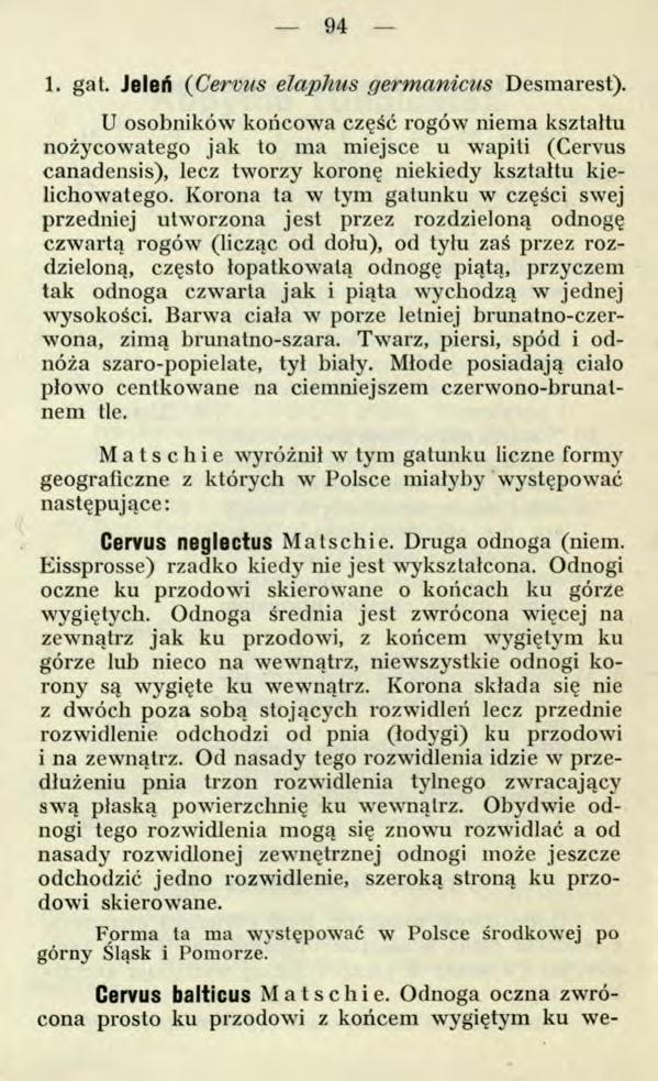 94 Cervus balticus Matschie. Odnoga oczna zwrócona prosto ku przodowi z końcem wygiętym ku we 1. gat. Jeleń ( Cerviis elaphus germanicus Desmarest).