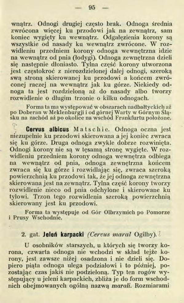 95 wnątrz. Odnogi drugiej często brak. Odnoga średnia zwrócona więcej ku przodowi jak na zewnątrz, sam koniec wygięty ku wewnątrz. Odgałęzienia korony są wszystkie od nasady ku wewnątrz zwrócone.