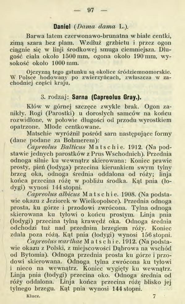 97 Daniel (Dam a dam a L.). Barwa latem czerwonawo-brunatna w białe centki, zimą szara bez plam. Wzdłuż grzbietu i przez ogon ciągnie się w linji środkowej smuga ciemniejsza.