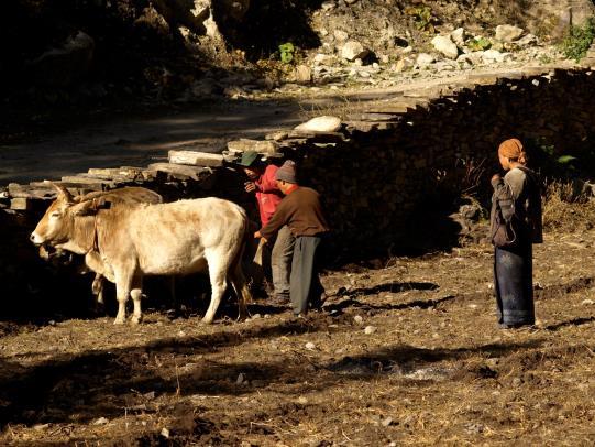 Nadchodzące dni będą męczące, trzeba wypocząć DZIEŃ 3: POKHARA - TIKHEDHUNGA (1540M) O godzinie 8 rano wyruszamy w dwugodzinną podróż samochodem do Nayapul