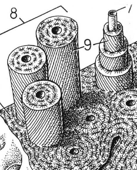 nieregularnych walec, Ø < 300 µm, długość kilka mm do 2 cm 5-15 blaszek