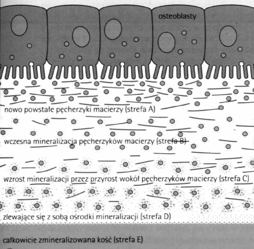osteoblastów pęcherzyków gromadzących Ca i P (pęcherzyki