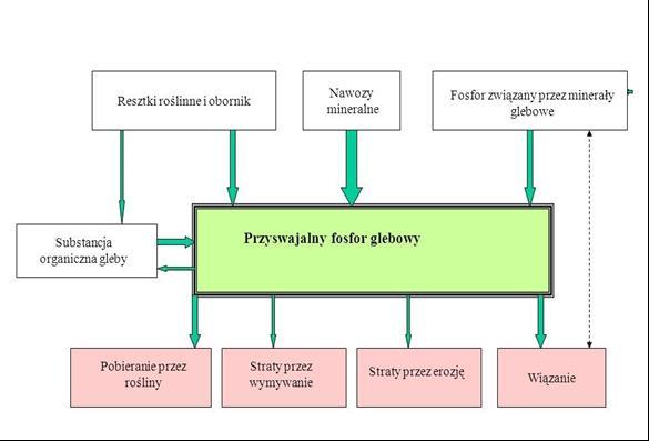 Schemat przychodów i strat fosforu