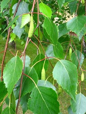 Brzoza (Betula L.) rodzaj drzew i krzewów należcy do rodziny brzozowatych. Obejmuje około 35-60 gatunków różnica w ocenie liczby gatunków jest m.in. wynikiem łatwego tworzenia mieszańców międzygatunkowych o trudnym do ustalenia statusie taksonomicznym.