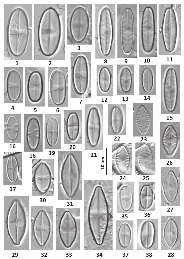 M. Rybak i in. Występowanie okrzemek z rodzaju... 345 Ryc. 2./Fig. 2. Zdjęcia w mikroskopie świetlnym/lm photograps: 1-3 Achnanthidium bioretii, 4-7 A.