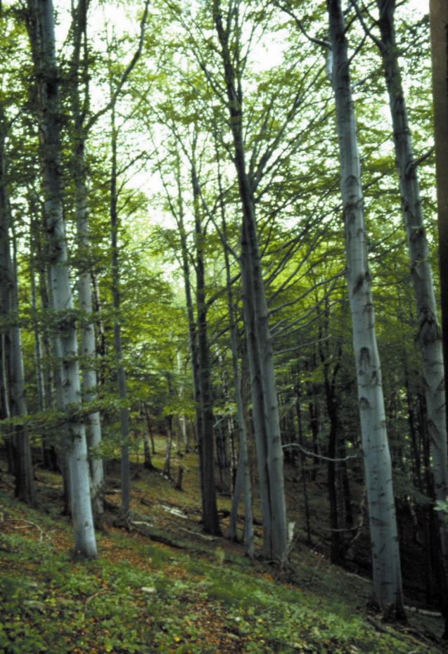 8.3. SIEDLISKA WYMAGAJĄCE TWORZENIA SPECJALNYCH OBSZARÓW OCHRONY NA DOLNYM ŚLĄSKU Krzysztof Świerkosz Obowiązek ochrony siedlisk przyrodniczych nakładają na Polskę, podobnie jak na inne kraje