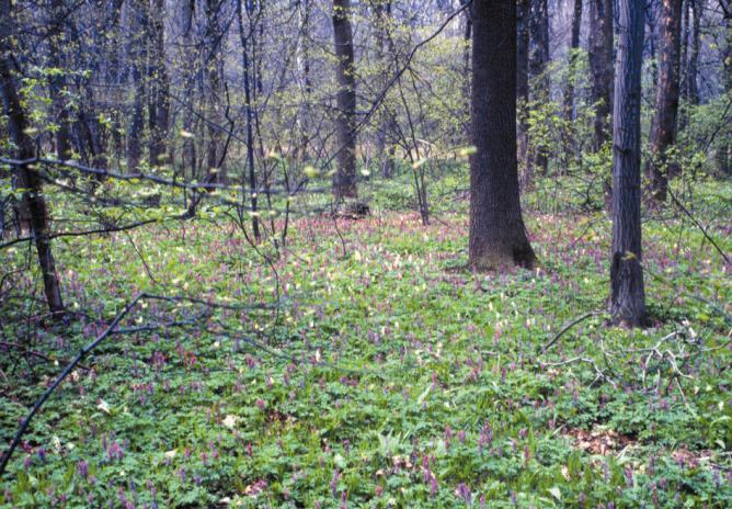 9160 Grądy dolin rzecznych (częściowo Galio-Carpinetum) - Siedlisko obejmuje wielogatunkowe lasy liściaste rozwijające się na skrzydłach dolin dużych rzek niżu dolnośląskiego (głównie Odry, także