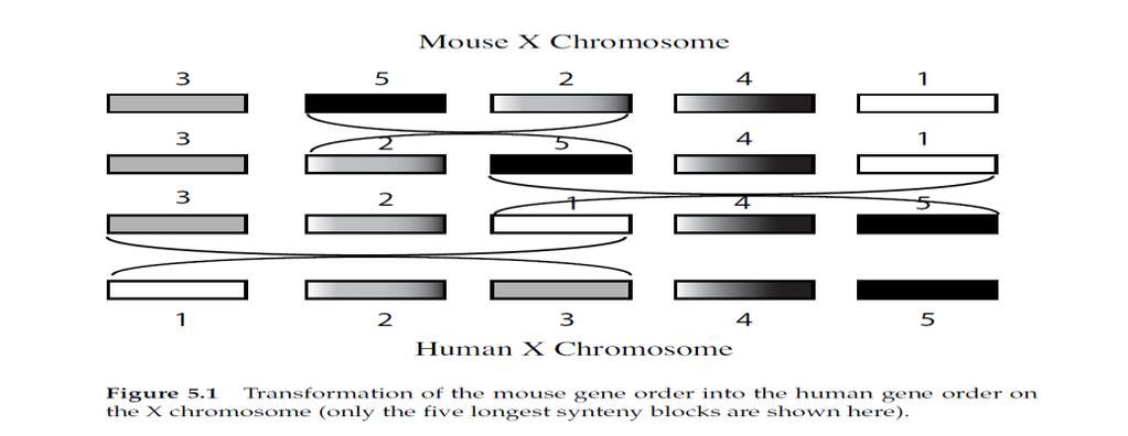 Problem przetasowań w genomie D.