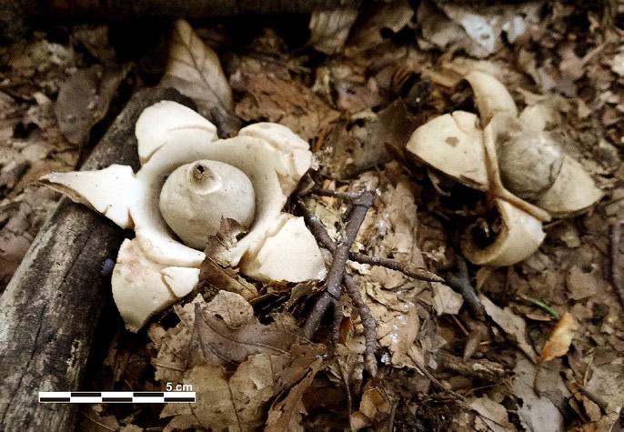 Krzysztof Świerkosz, Kamila Reczyńska PRZYRODA SUDETÓW t. 16(2013): 83-86 Pierwsze stanowisko Geastrum triplex Ju n g h.