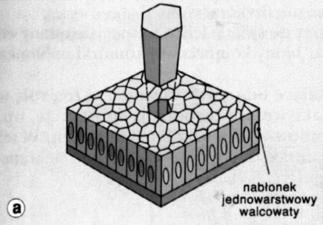 Nabłonek jednowarstwowy walcowaty Nabłonek wieloszeregowy