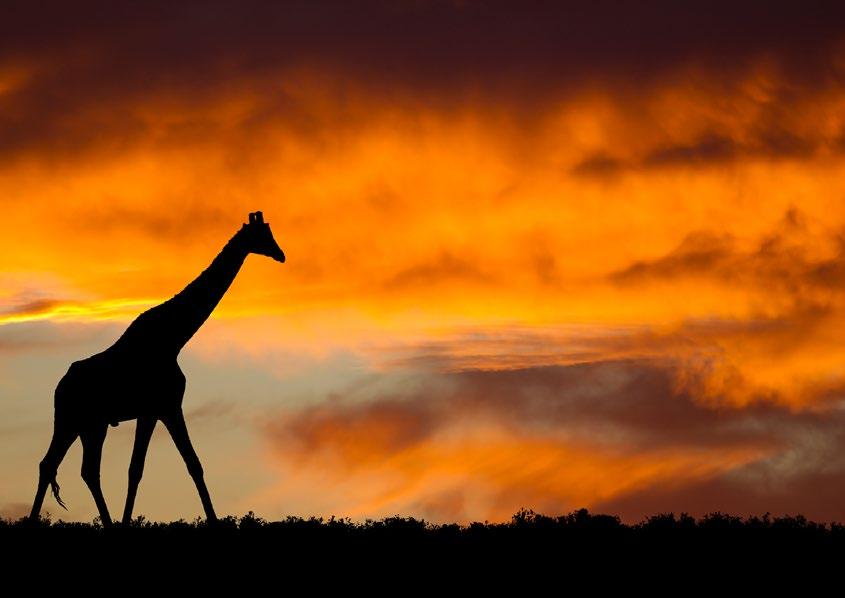 natura ORYGINALNA KOLEKCJA IMAX CYFROWO ZREMASTEROWANA W HD Tytuły odcinków: Africa Serengeti