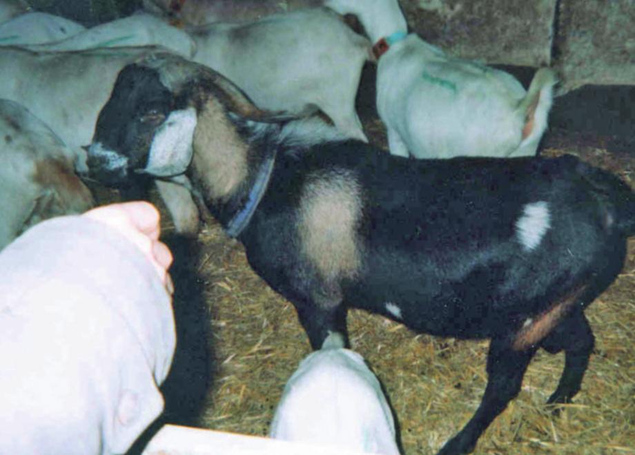W Polsce od wielu lat hoduje się kozy saaneńskie, a pod ich wpływem doskonali się krajowe mleczne kozy białe. Koza (kozioł) alpejska francuska Są to kozy barwne.