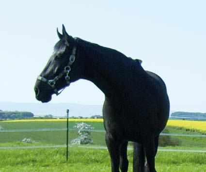 COUNTRY Horse Tylko to co najlepsze dla koni Poniżej znajdują się wybrane mieszanki traw dla koni.