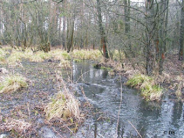 Olsza czarna typowy składnik podmokłych lasów.